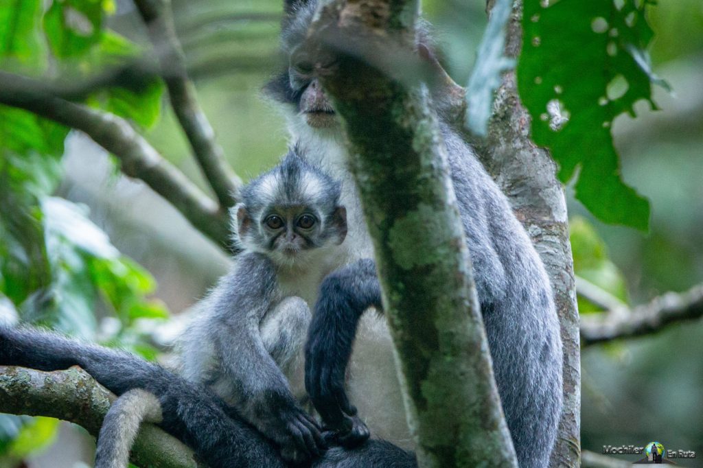 Trekking con Orangutanes en Ketambe