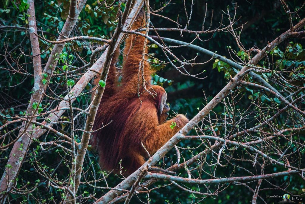 Trekking con Orangutanes en Ketambe