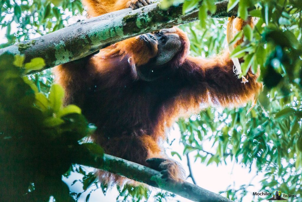 Trekking con orangutanes en ketambe